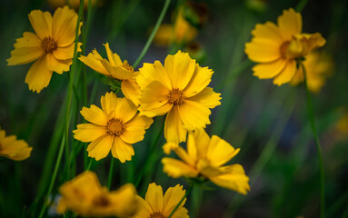 Nice summer yellow and red flowers with bee at sunny evening, macro nature and flora