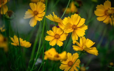 Nice summer yellow and red flowers with bee at sunny evening, macro nature and flora