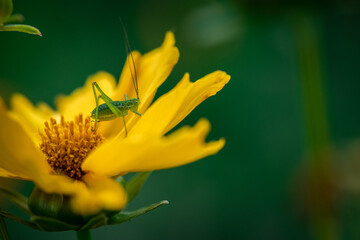 Nice summer yellow and red flowers with bee at sunny evening, macro nature and flora