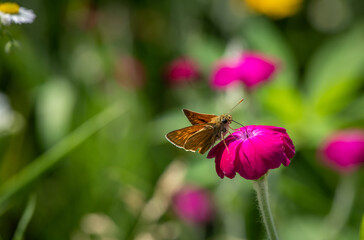 Nice little butterfly drink nectar on purple flower at sunny day, insect macro photography, summer collection