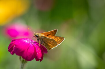 Nice little butterfly drink nectar on purple flower at sunny day, insect macro photography, summer collection