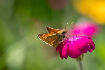 Nice little butterfly drink nectar on purple flower at sunny day, insect macro photography, summer collection
