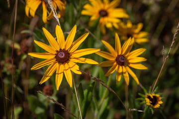 Nice summer yellow and red flowers with bee at sunny evening, macro nature and flora