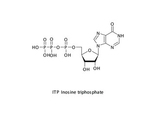 ITP Inosine triphosphate Nucleoside molecular structure on white background. DNA and RNA building block - nitrogenous base, sugar and phosphate.