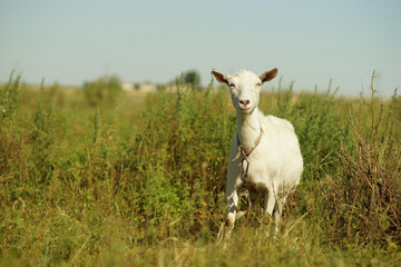 Obraz premium White goat grazing in a field on a leash