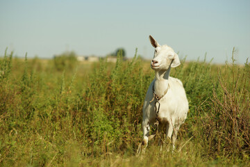 Obraz premium White goat brushing off flies in a field