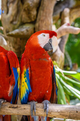 2 scarlet macaws Ara macao , red, yellow, and blue parrots sitting on the brach in tropical forest, Playa del Carmen, Riviera Maya, Yu atan, Mexico