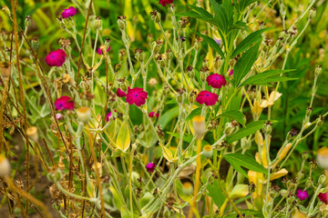 Purple flowers in the grass. flora of ukraine