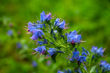Beautiful purple flower. fabulous flora