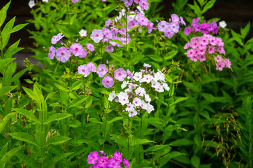Flowers Wild phloxes. Multicolored flowers in the garden