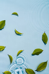 Green leaves on the surface of the water