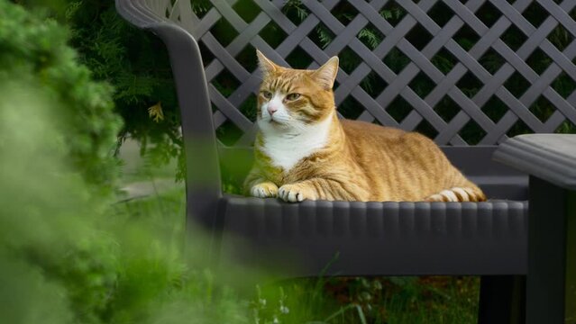 cute red kitten lying on a wooden bench in the yard on background of greenery , pet walking outdoors, profile of beautiful cat on nature