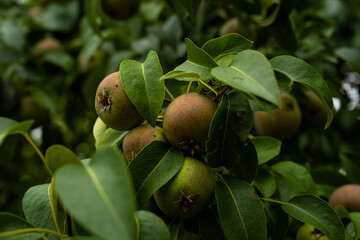 Pears on the tree. Garden with pears