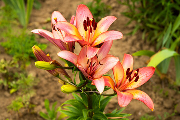 Fototapeta premium Lily flower. Daylilies are growing. Beautiful flower
