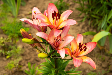 Lily flower. Daylilies are growing. Beautiful flower