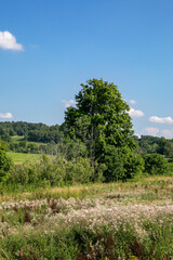 Fototapeta na wymiar Tall Tree in the summer in a scrub field in Amish country, Ohio
