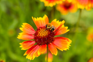 Bright flower. Orange chamomile. Gaillardia flower. Pollination of a flower. flower and insect