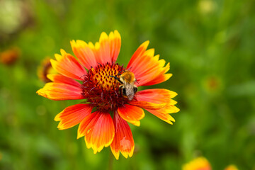 Bright flower. Orange chamomile. Gaillardia flower. Pollination of a flower. flower and insect
