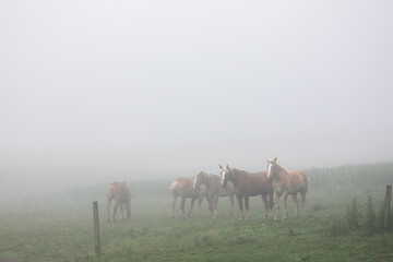 Herd of five draft horses grazing in a pasture in the fog | Amish country, Ohio