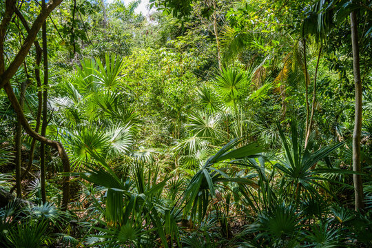 Jungle tropical forest with palms and trees, Playa del Carmen, Riviera Maya, Yu atan, Mexico