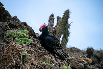 Ave jote en punda damas