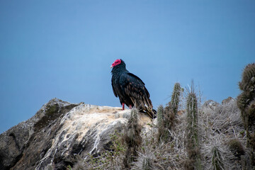 Ave jote en punda damas