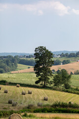 Field of hay bales in the rolling hills of Ohio's Amish country