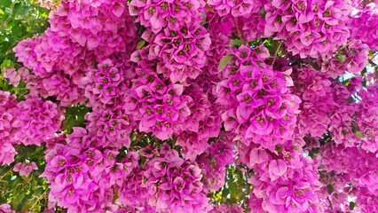 Southern liana bougainvellia lilac bright scattered
