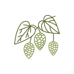 hop plant isolated on white background