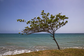 tree on the summer sea beach, blue sky