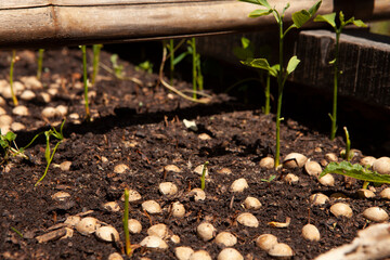  vivero , donde hay platines