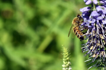 Biene auf einer blauen Blüte