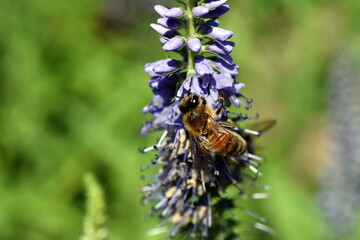 Biene auf einer blauen Blüte