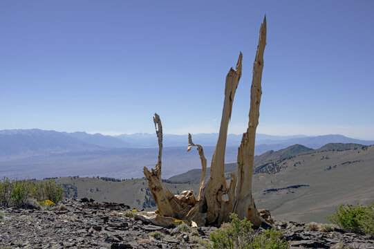 Old Dead Bristlecone Pine Tree Remains
