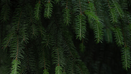 Naklejka na ściany i meble Spruce branches in the forest. Green needles on a dark background.