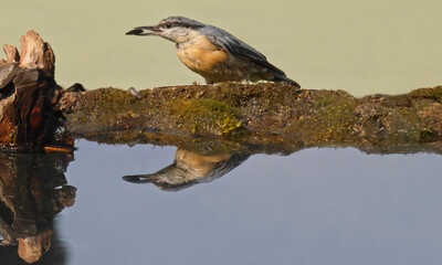 Nuthatch