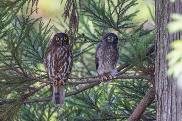 木の枝にとまるアオバズクの親子