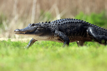 alligator in the swamp
