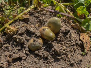 Potatoes on earth cultivated in an ecological garden. Solanum tuberosum plant grow up in a vegetable patch.