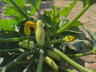 White zucchini plant cultivated in an ecological garden. Cucurbita pepo plant grow up in a vegetable patch.