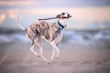 Pies rasy whippet biega po plaży i bawi się patykiem