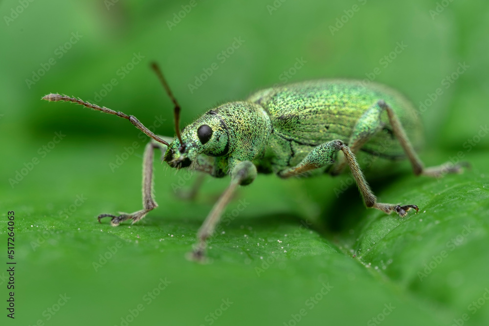 Sticker insect pest, leaf elephants, phyllobius, weevil families, phyllobius weevil, ruby beetle