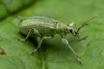 insect pest, leaf elephants, phyllobius, weevil families, phyllobius weevil, ruby beetle