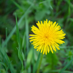 the flower of a simple yellow dandelion
