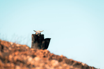 Calavera de cráneo de vaca en un tronco de árbol cortado con cielo despejado sobre él