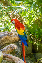 scarlet macaw Ara macao , red, yellow, and blue parrot sitting on the brach in tropical forest, Playa del Carmen, Riviera Maya, Yu atan, Mexico