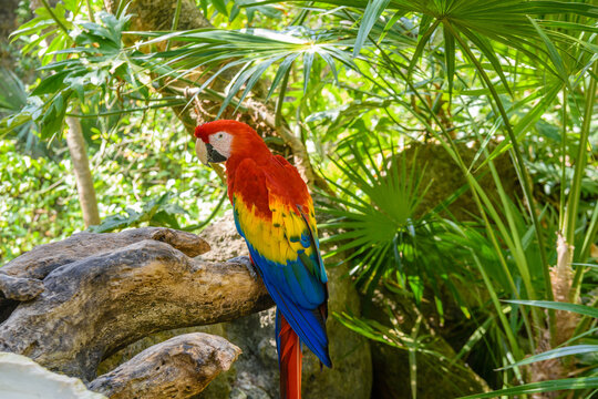 scarlet macaw Ara macao , red, yellow, and blue parrot sitting on the brach in tropical forest, Playa del Carmen, Riviera Maya, Yu atan, Mexico