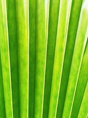 Cropped shot of a green tropical leaf