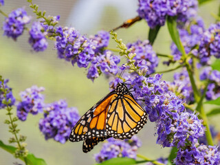 Close up shot of beautiful butterfly in Botanica, The Wichita Gardens