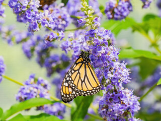 Obraz premium Close up shot of beautiful butterfly in Botanica, The Wichita Gardens
